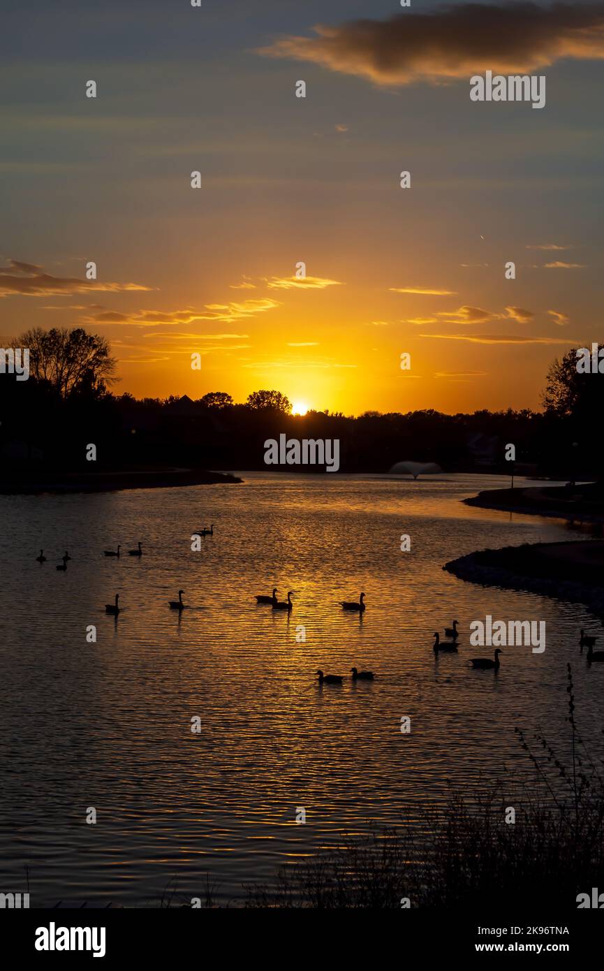 Gänse, die auf einem Teich schweben, werden von einer untergehenden Sonne beschilzt. Stockfoto