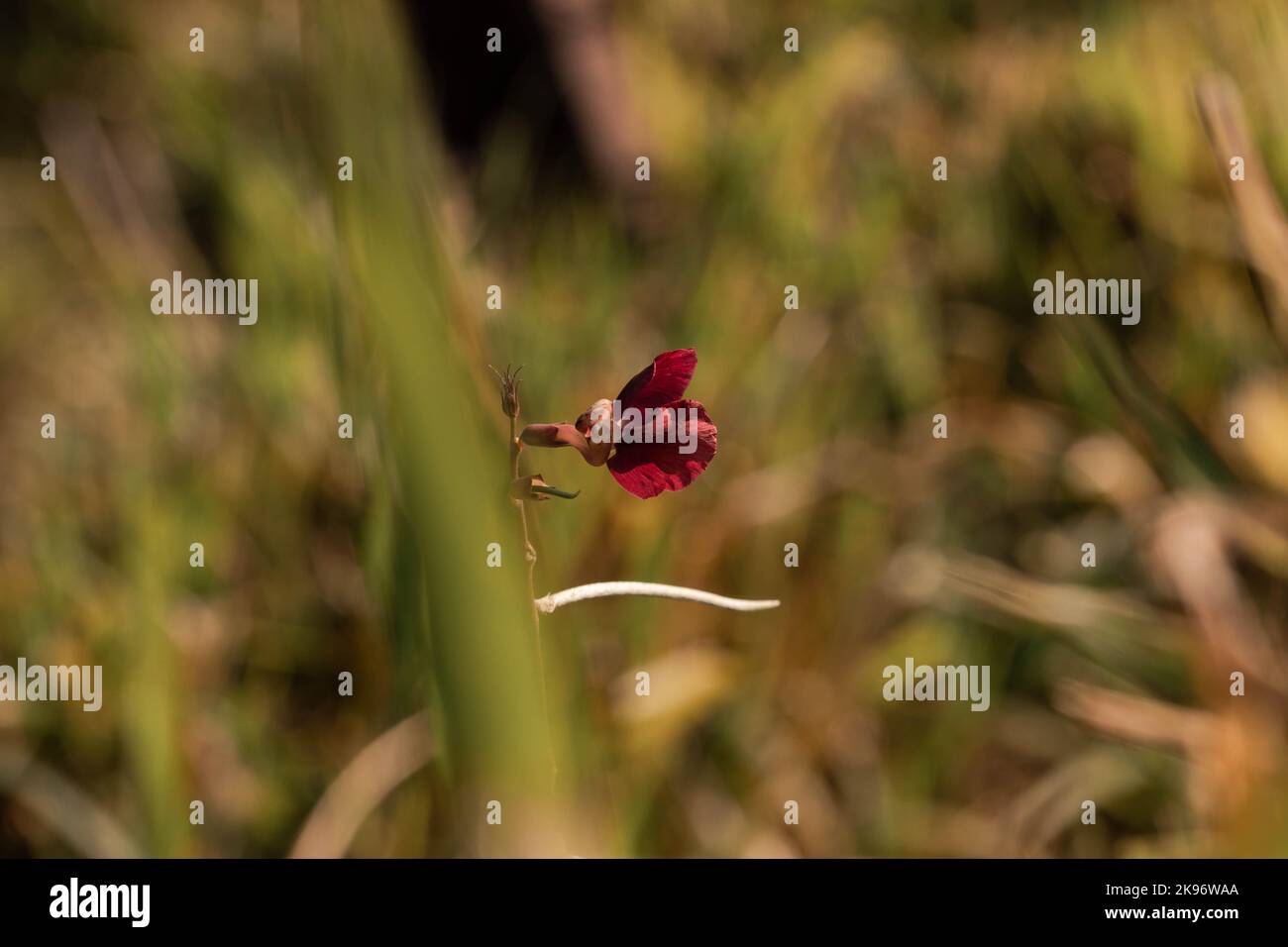 Eine Selektion einer purpurnen Buschbohnenblüte auf einem Feld Stockfoto