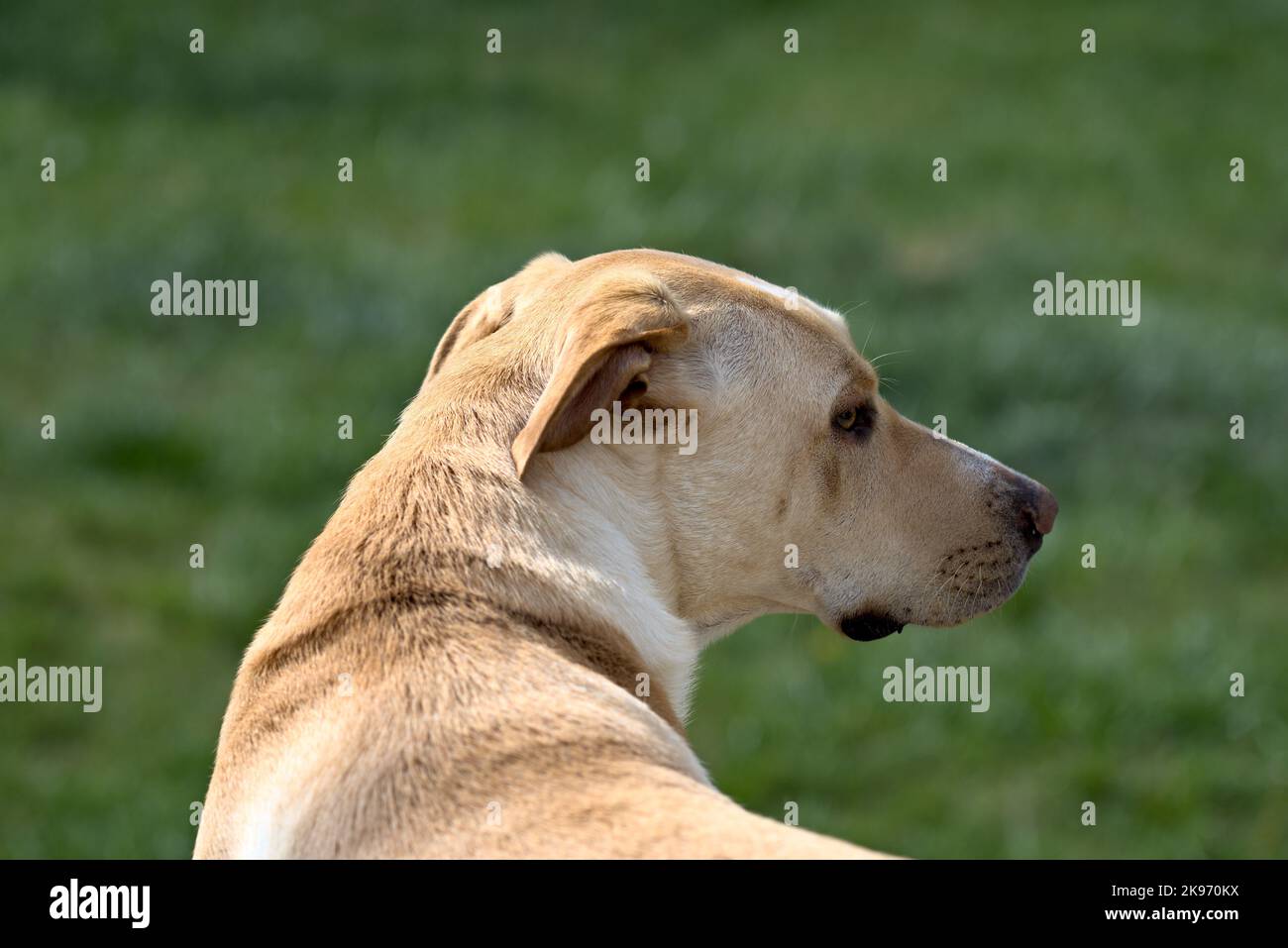 Ein Labrador Retriever (Canis lupus familiaris) von hinten, der auf einem natürlichen Hintergrund zur Seite blickt Stockfoto