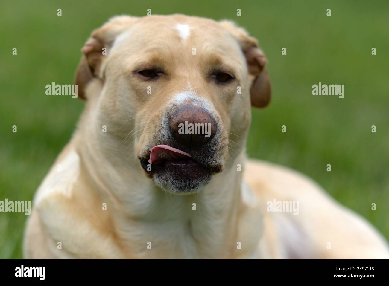 Eine Nahaufnahme eines Labrador Retriever (Canis lupus familiaris) auf einem grünen unscharfen Hintergrund Stockfoto