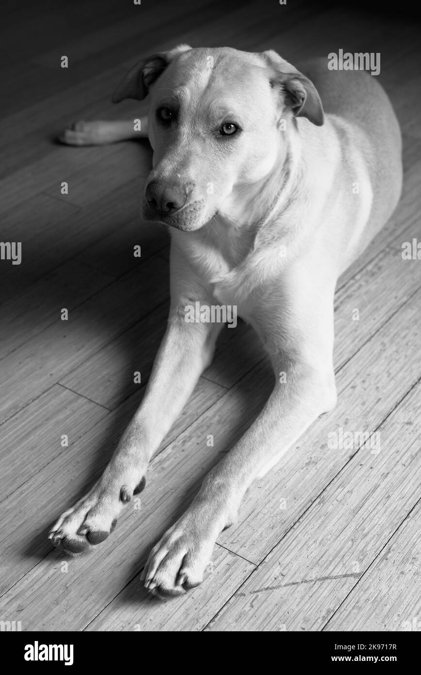 Eine Graustufe eines liegenden Labrador Retriever (Canis lupus familiaris) Stockfoto