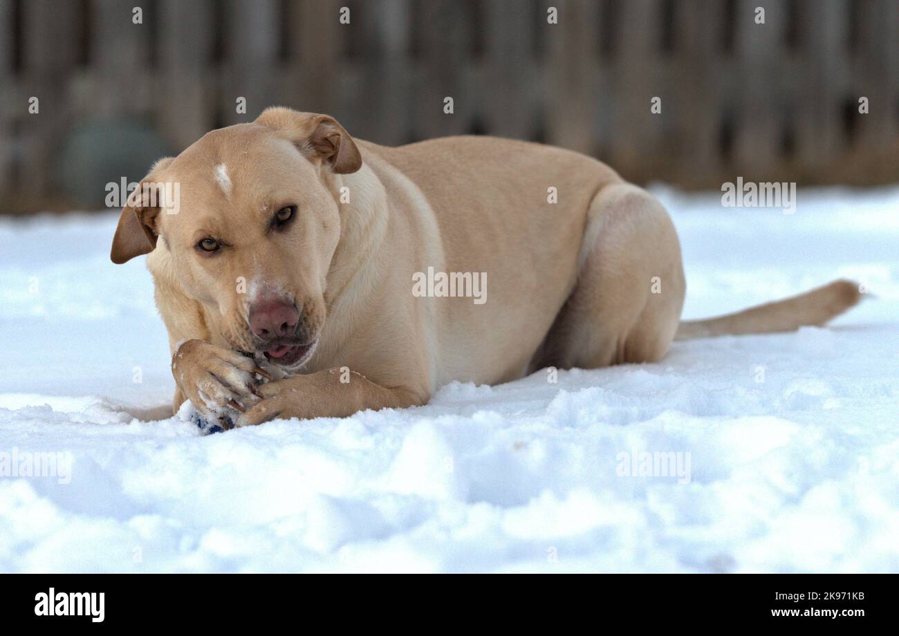 Ein Labrador Retriever (Canis lupus familiaris) liegt im Schnee und spielt mit einem blauen Spielzeug Stockfoto