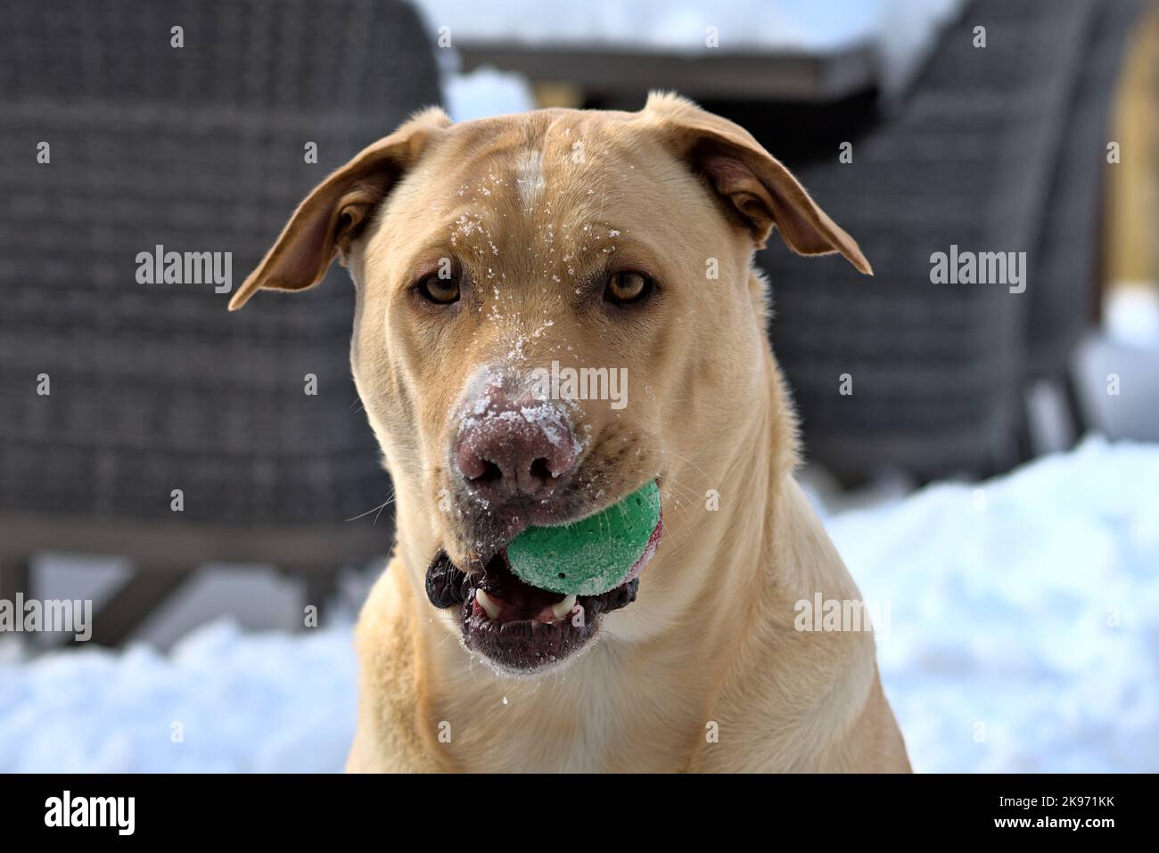 Nahaufnahme eines Labrador Retriever (Canis lupus familiaris), der einen Ball mit Schnee auf seiner Schnauze hält Stockfoto