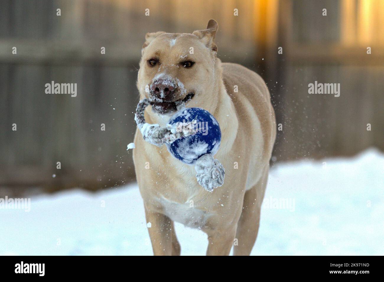 Ein Labrador Retriever (Canis lupus familiaris), der im Schnee mit einem blauen Spielzeug läuft Stockfoto