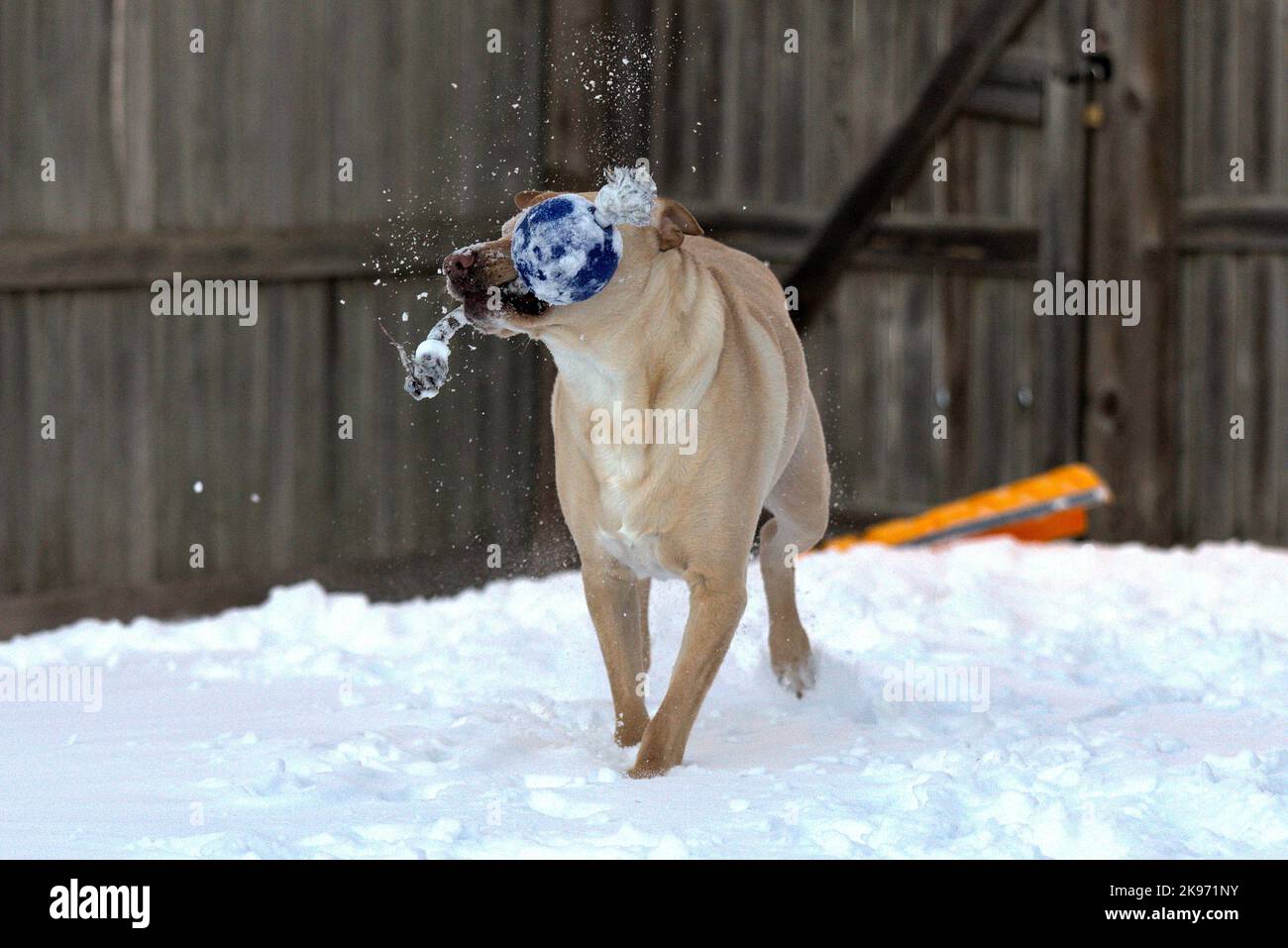 Ein Labrador Retriever (Canis lupus familiaris), der im Schnee läuft und ein blaues Spielzeug im Mund hält Stockfoto