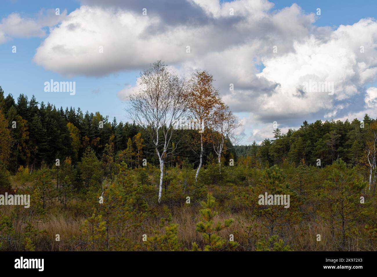 Birken in Herbstfarben im Teijo-Nationalpark, Salo, Finnland Stockfoto