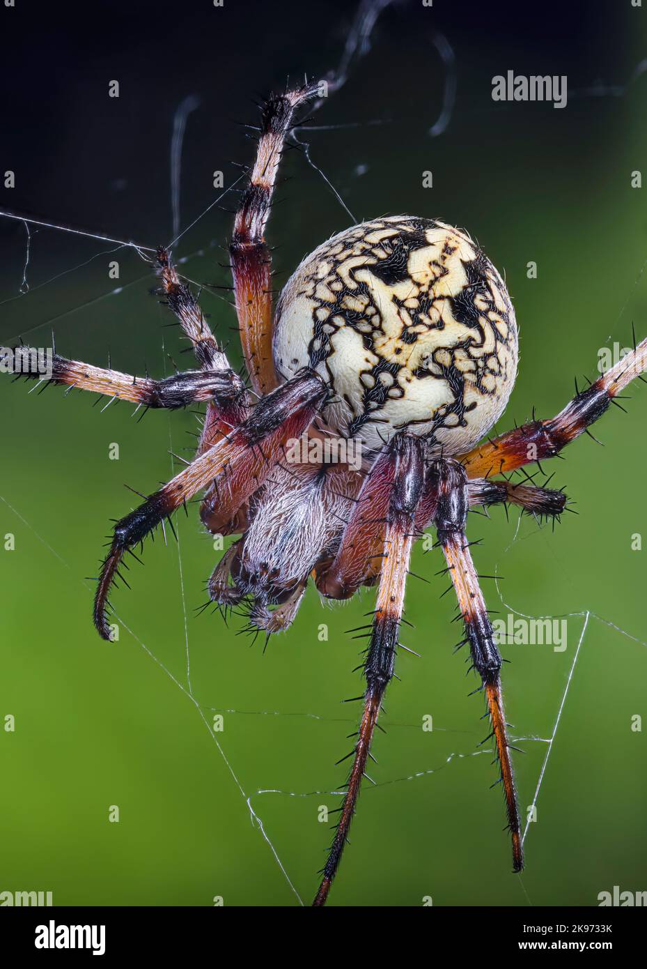 WESTERN Spotted Orbweaver auch eine Zig-Zag-Spinne, Neoscona oaxacensis Stockfoto
