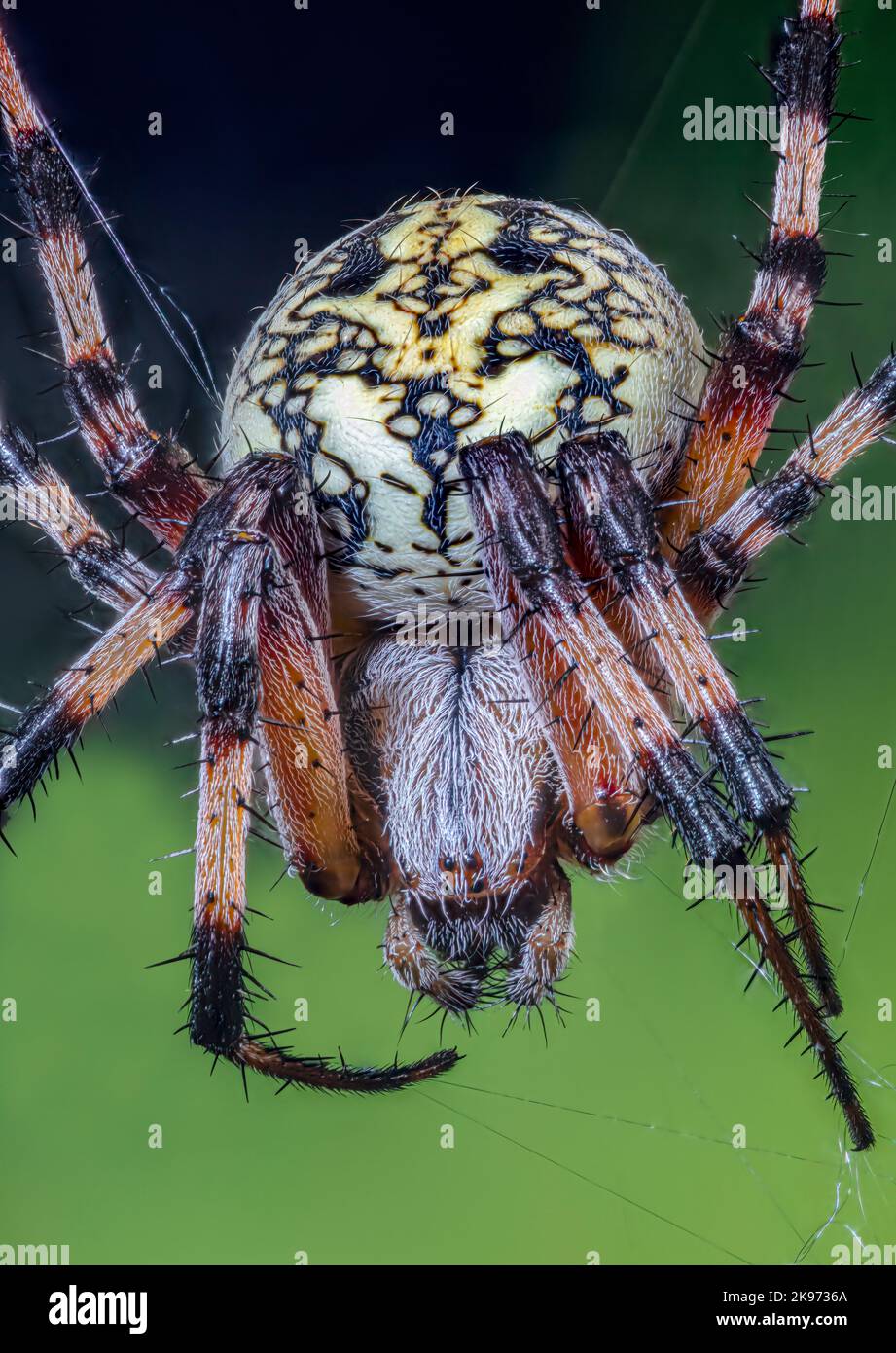 WESTERN Spotted Orbweaver auch eine Zig-Zag-Spinne, Neoscona oaxacensis Stockfoto