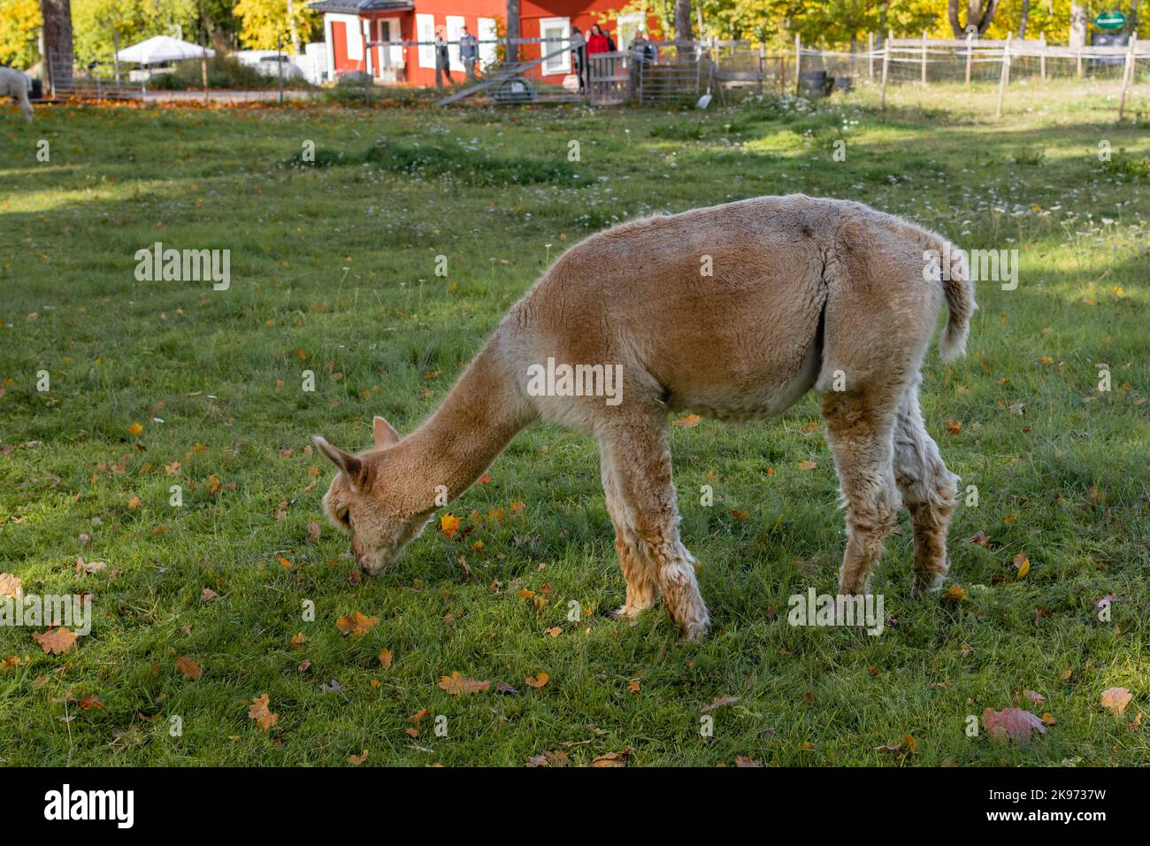 Alpaca im historischen Dorf Mathildedal im Herbst. Salo, Finnland Stockfoto