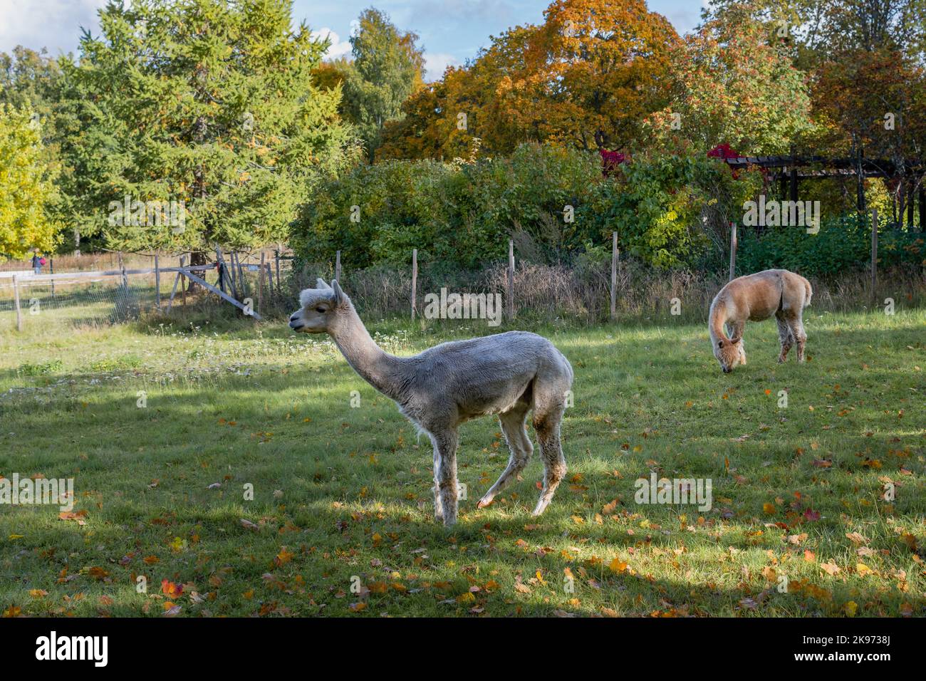 Alpakas im historischen Dorf Mathildedal im Herbst. Salo, Finnland Stockfoto