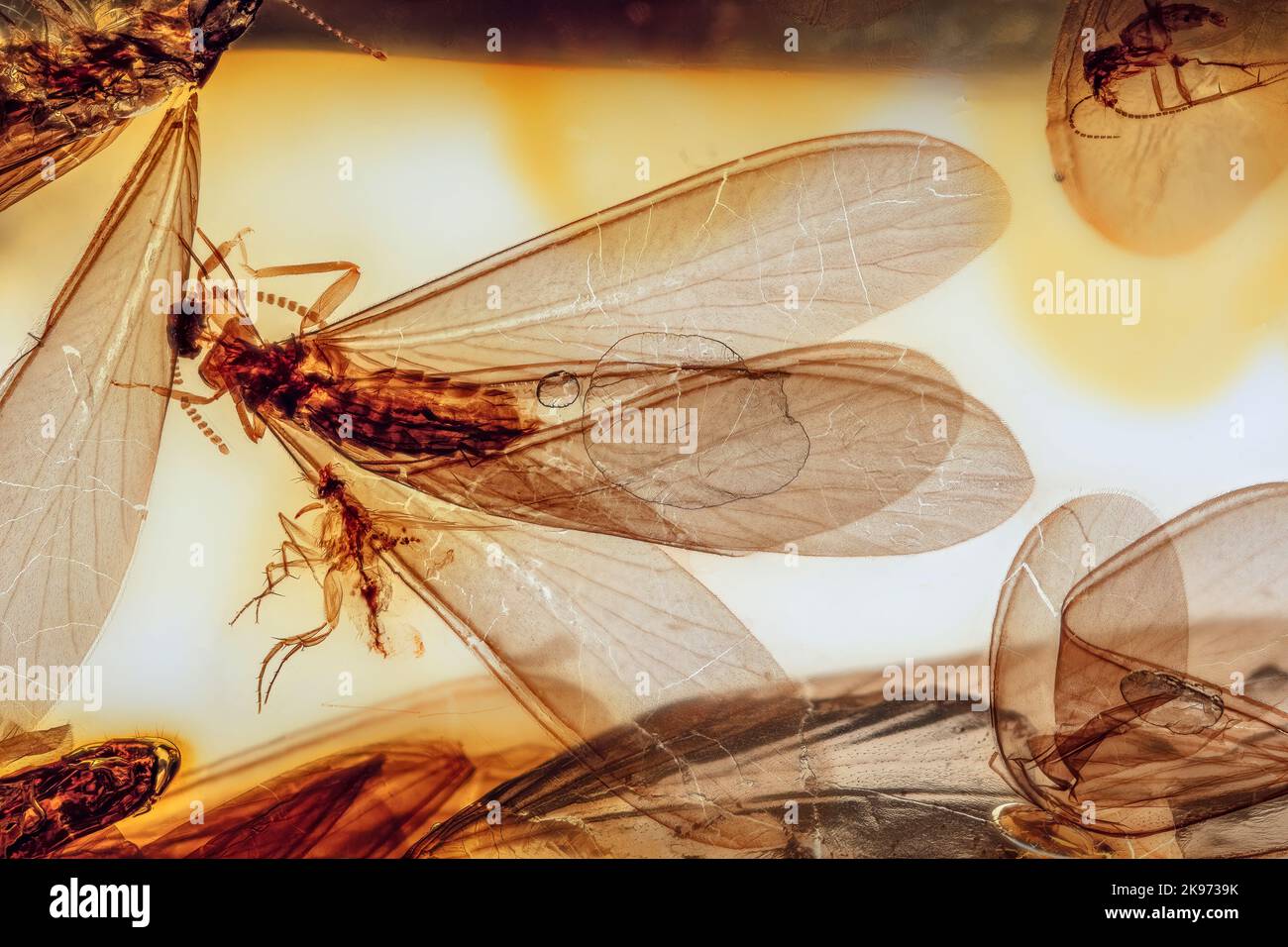 Geflügelten Termiten in Bernstein, Kolumbien, 10 MYO Pliozän Stockfoto