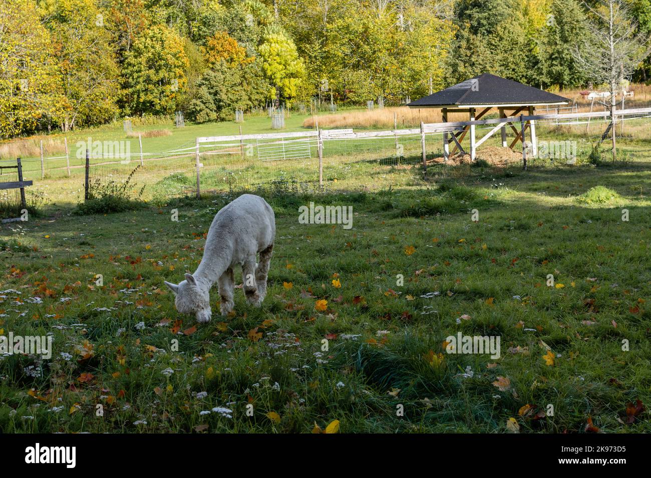 Alpaca im historischen Dorf Mathildedal im Herbst. Salo, Finnland Stockfoto