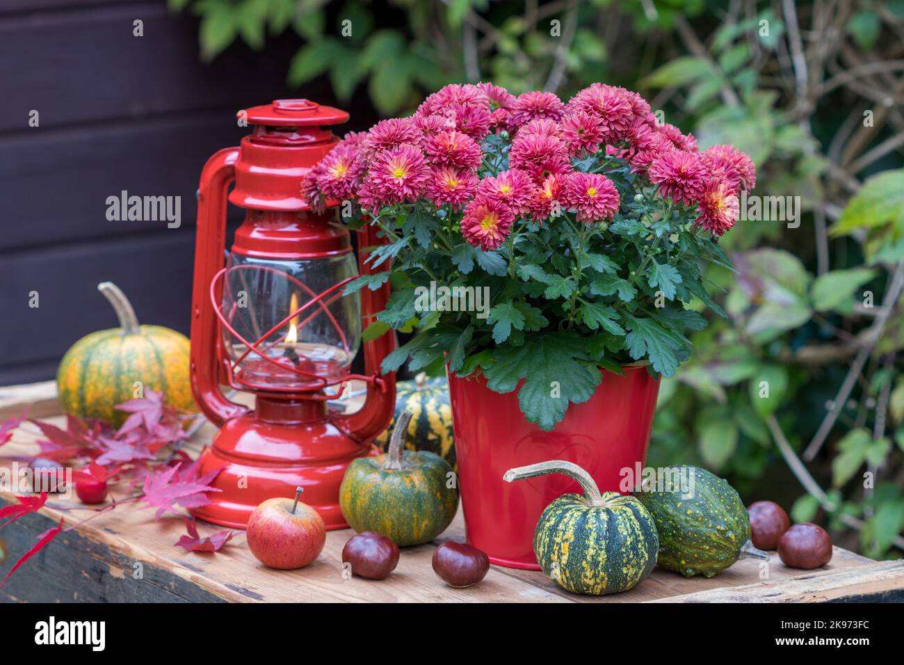 Herbstarrangement mit roter Chrysantheme in Pflanzentopf, Kürbissen und Vintage-Laterne Stockfoto