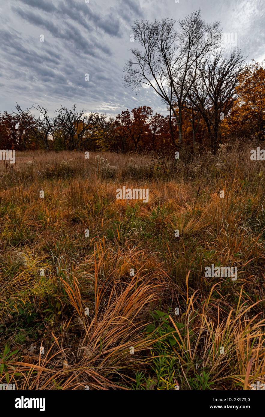 Große Bluestem-Gräser und eine säulenfarbene Savanne sitzen unter grauem Himmel in der Stone Barn Savanna im Nachusa Grasslands Nature Conservancy, Lee und OGL Stockfoto