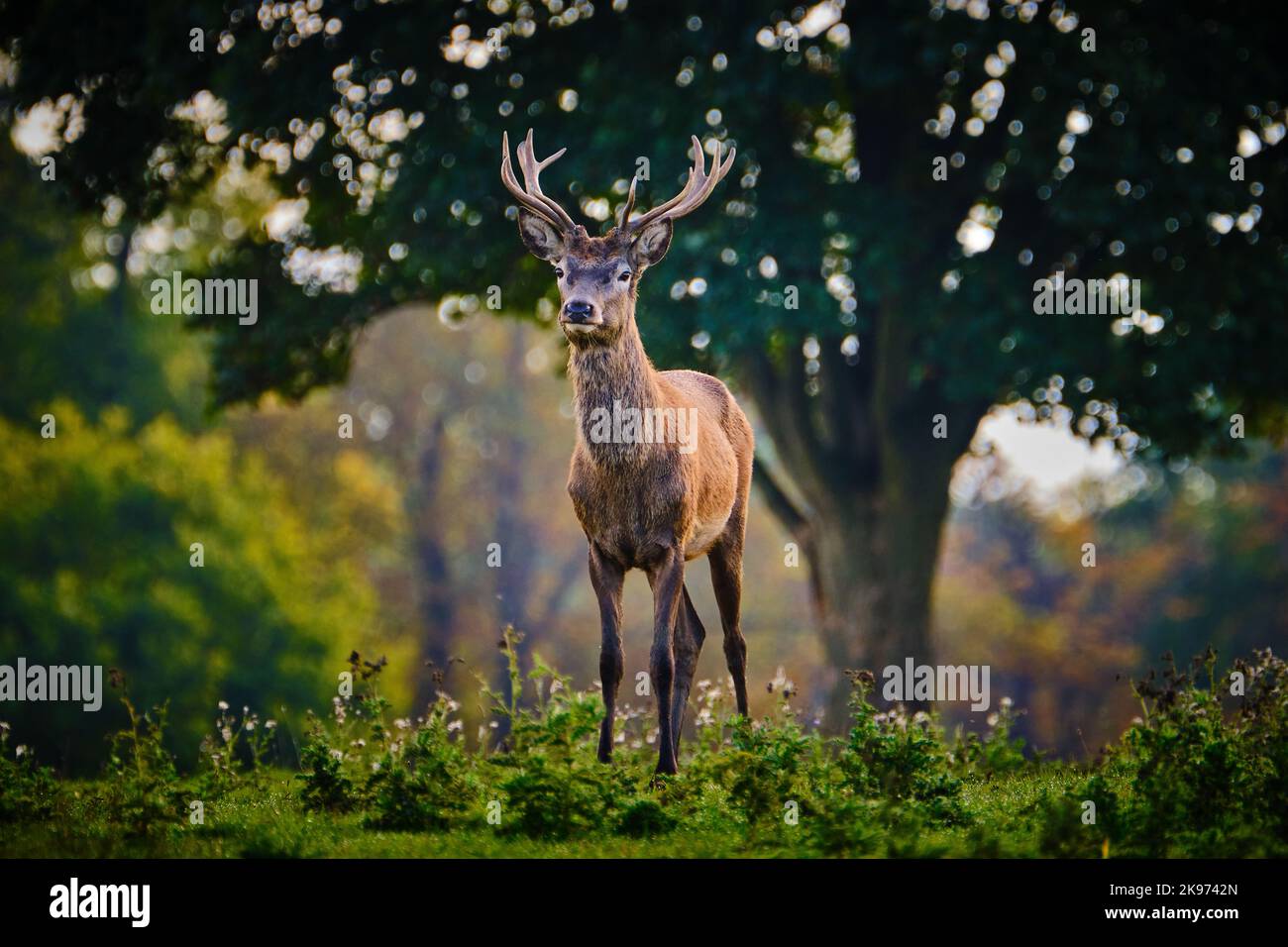 Lone Red Deer Stag Stockfoto