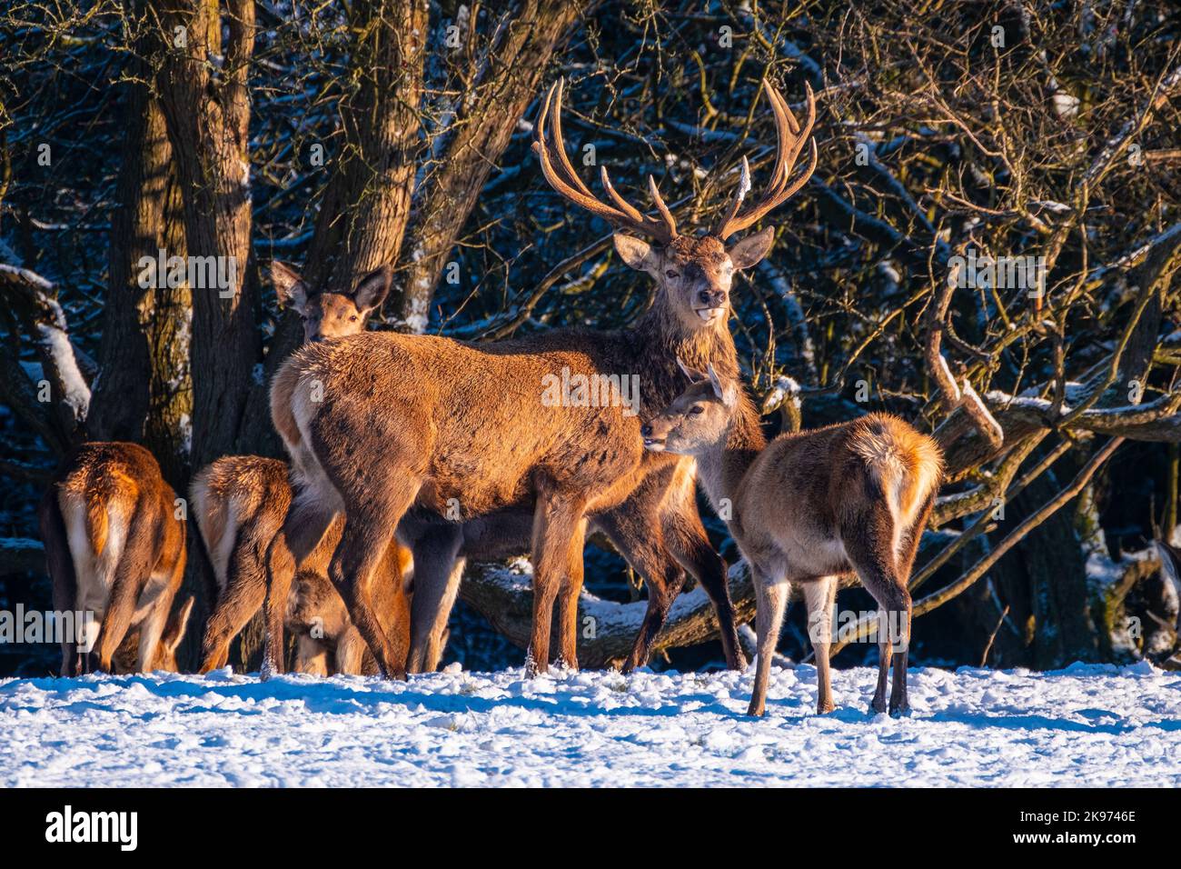 Rothirsch mit Rehkitz im Schnee Stockfoto