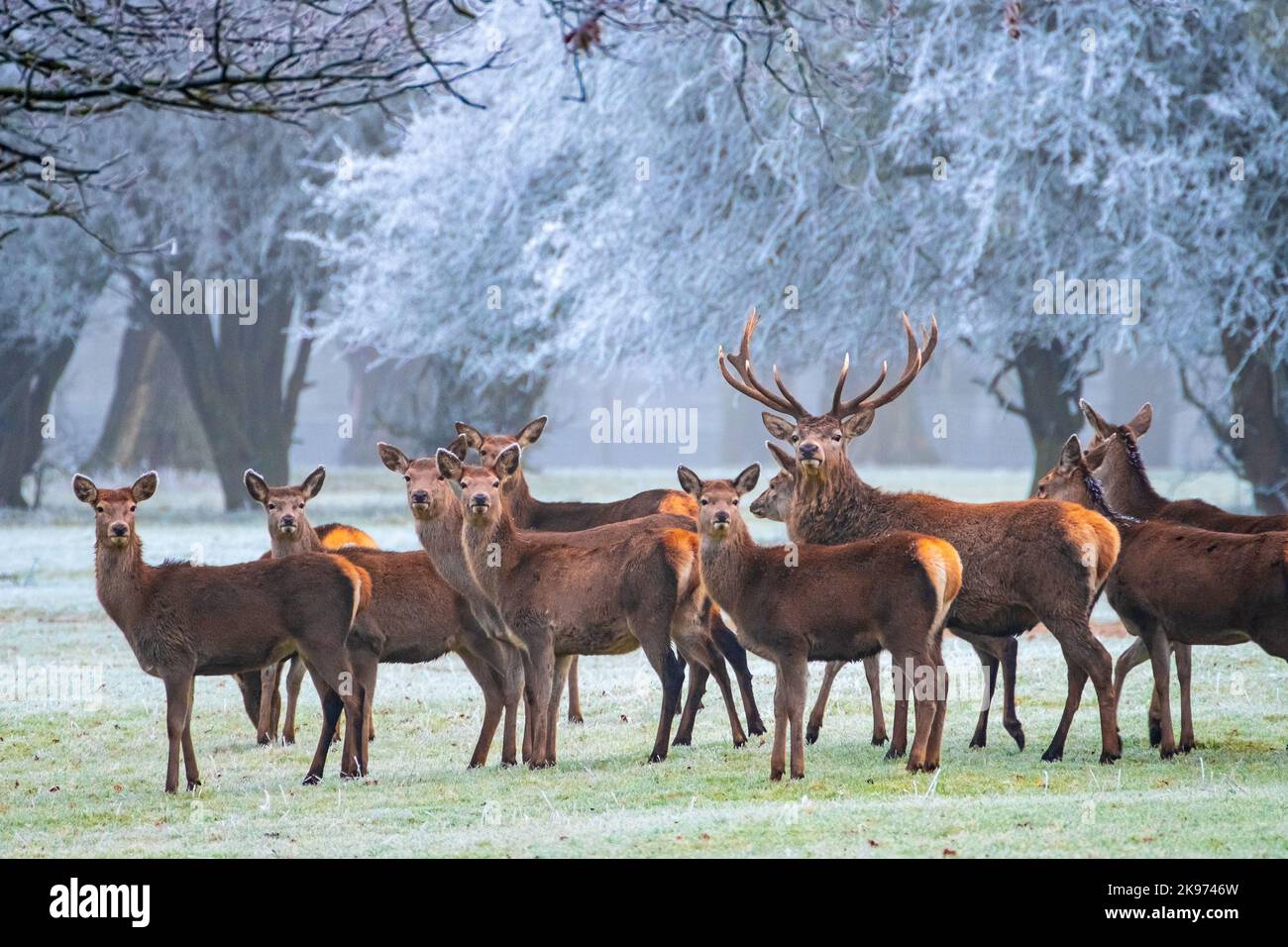 Rothirschherde an einem frostigen Wintermorgen Stockfoto