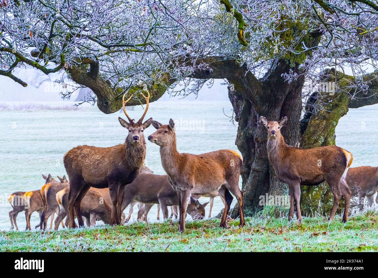 Rothirsch-Herde an einem frostigen Wintertag Stockfoto