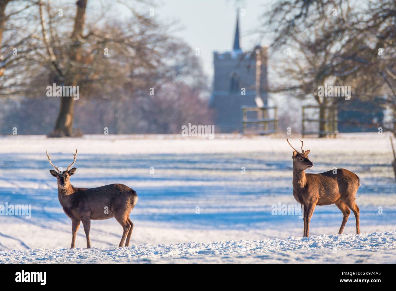 Zwei junge Sika Hirsche im Winter Stockfoto