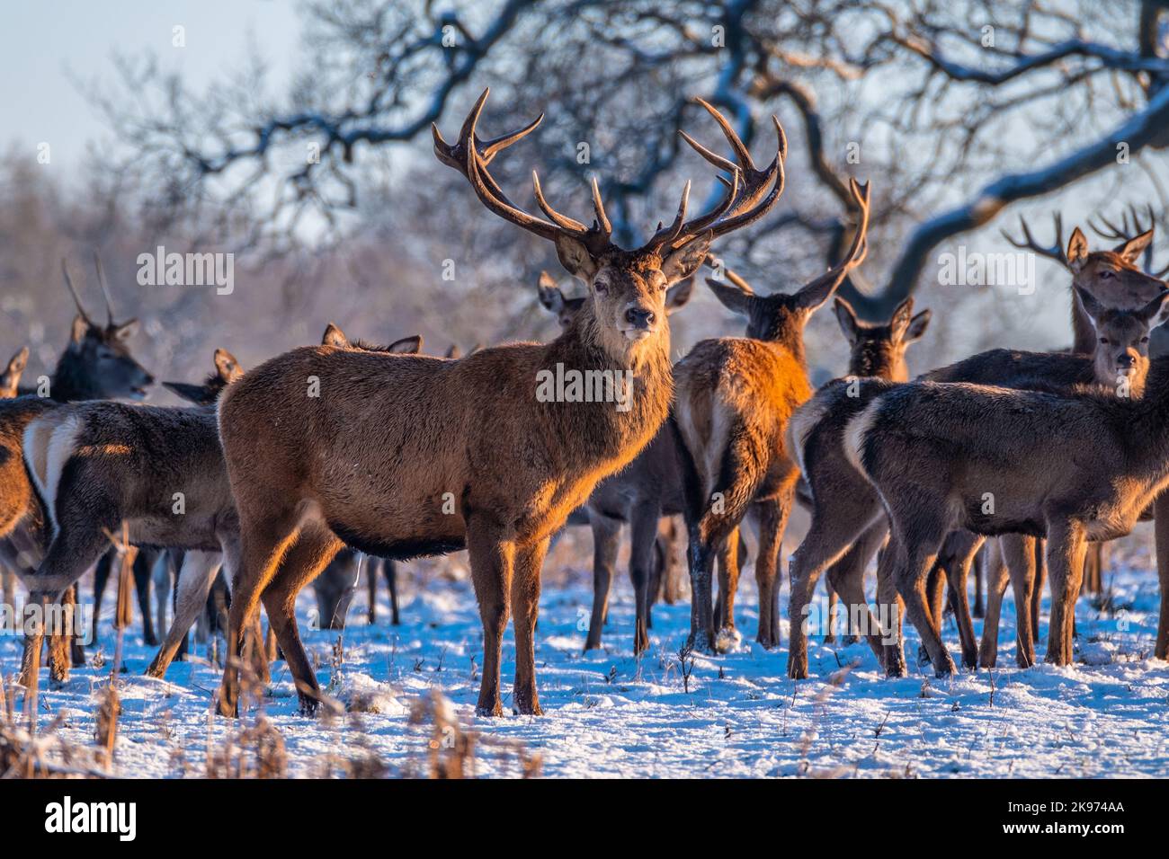 Rothirsch Hirsch und Herde im Winterschnee Stockfoto