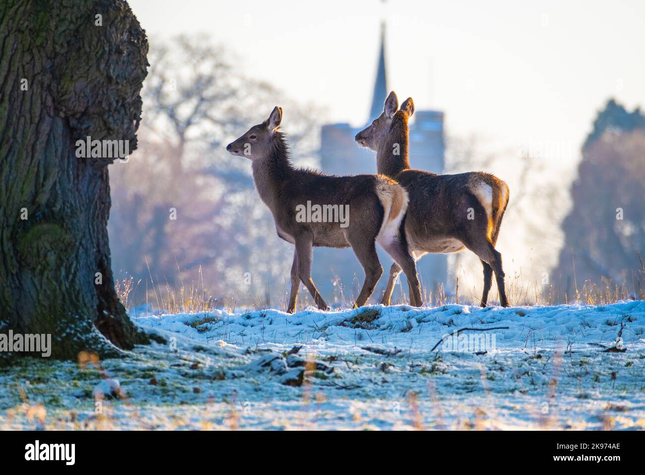 Zwei junge Sika Hirse Hinds im Winter Stockfoto