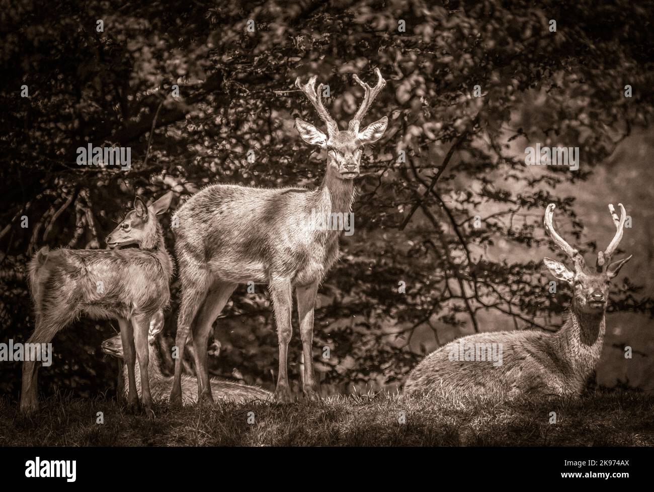 Schwarzweißbild von zwei Rotwild-Stags und Kalb Stockfoto