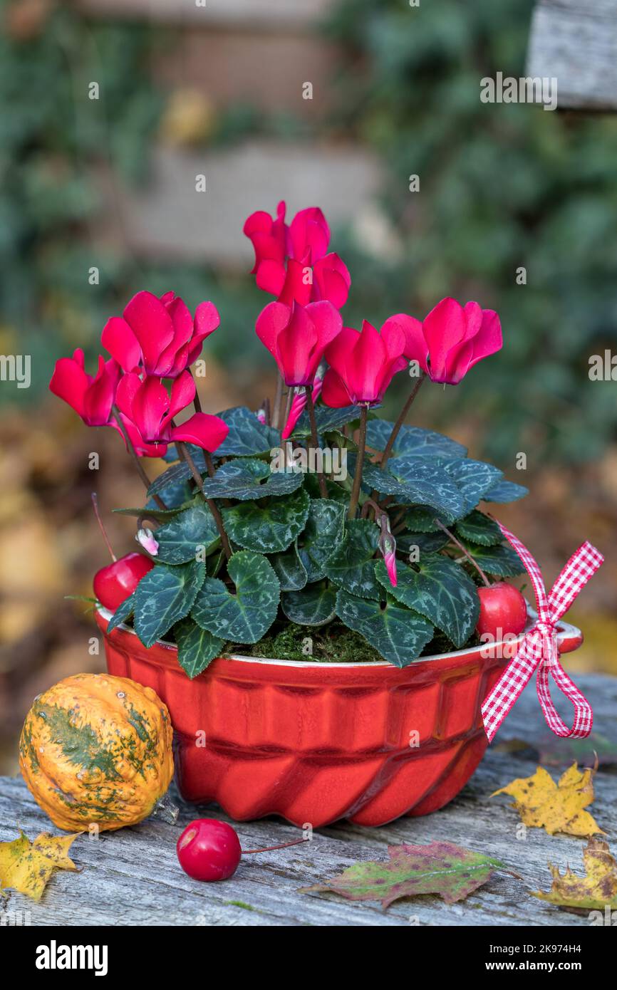 Rote Cyclamen Blume in Porzellan Backform im Garten Stockfoto