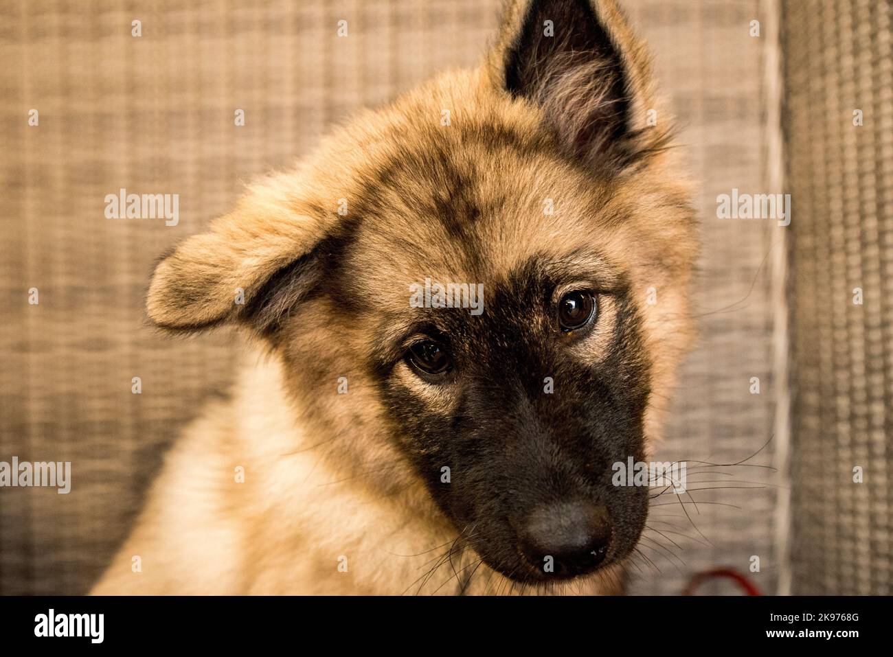Eine Nahaufnahme eines süßen, flauschigen norwegischen Lundehund-Welpen, der in die Kamera schaut Stockfoto