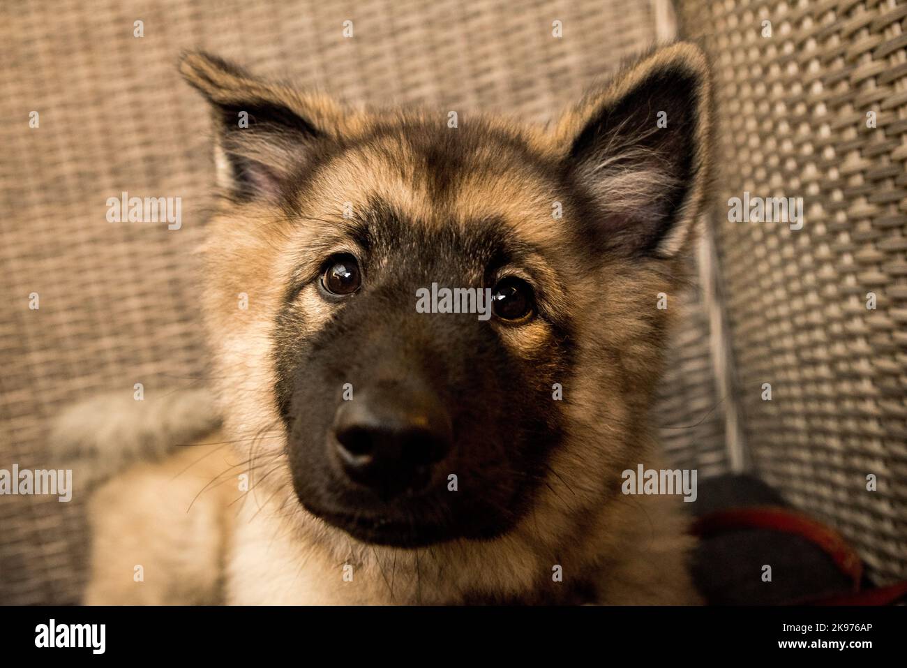 Eine Nahaufnahme eines süßen, flauschigen norwegischen Lundehund-Welpen, der in die Kamera schaut Stockfoto