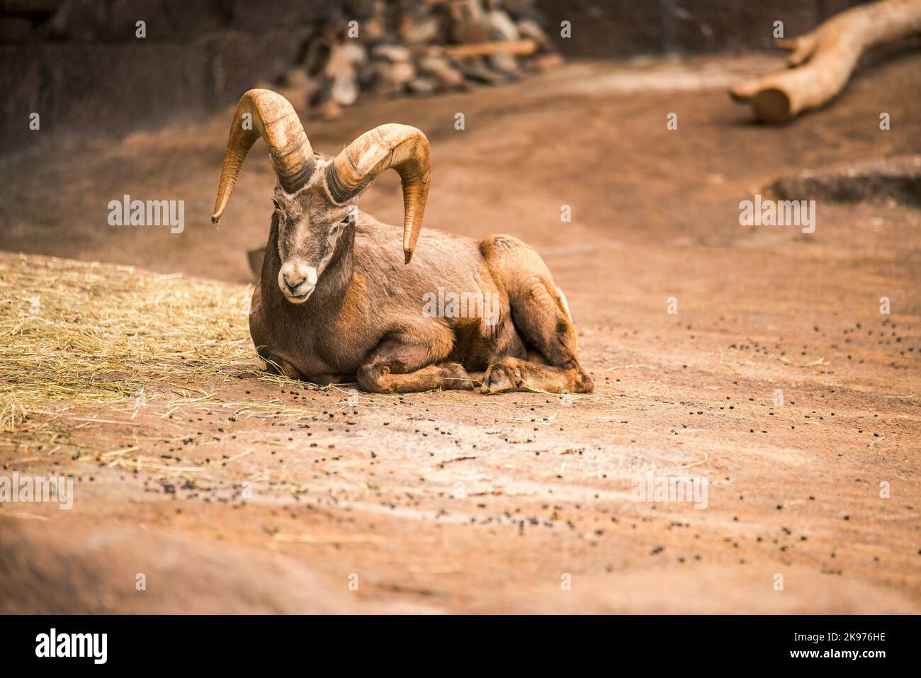 Ein Urial (Ovis vignei), das auf dem Boden liegt und in die Kamera blickt Stockfoto