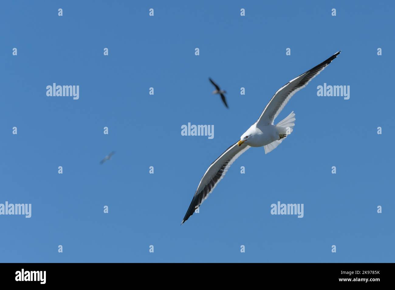 Schwarzrückenmöwe im Flug, gegen blauen Himmel Stockfoto