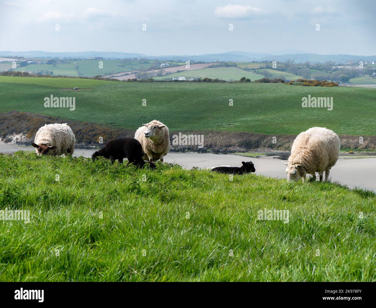 Schafe weiden. Ein paar Schafe auf einer Weide. Grasen ist kostenlos. Landwirtschaftliche Landschaft. Weiße Schafe auf dem Feld Stockfoto