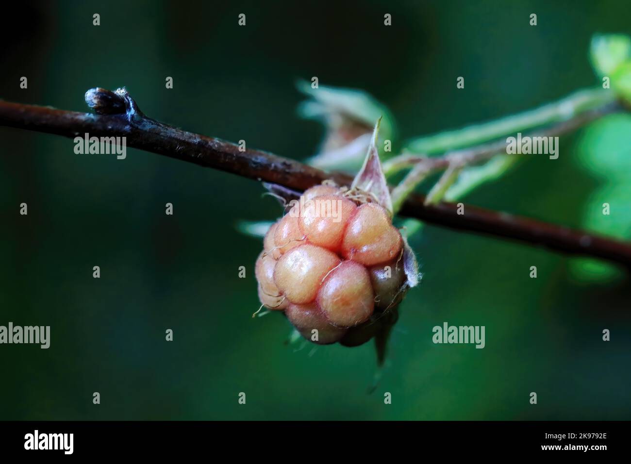 Unreife schwarze Himbeeren an einem Sommerabend in Centuria, Wisconsin, USA. Stockfoto