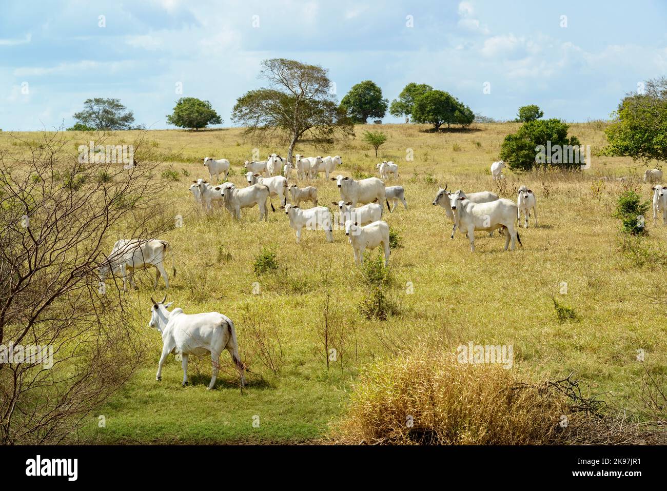 Nelore-Rinder auf der Weide, in Campina Grande, Paraiba, Brasilien. Viehzucht in der semiwasserhalden Region Nordost-Brasilien. Stockfoto