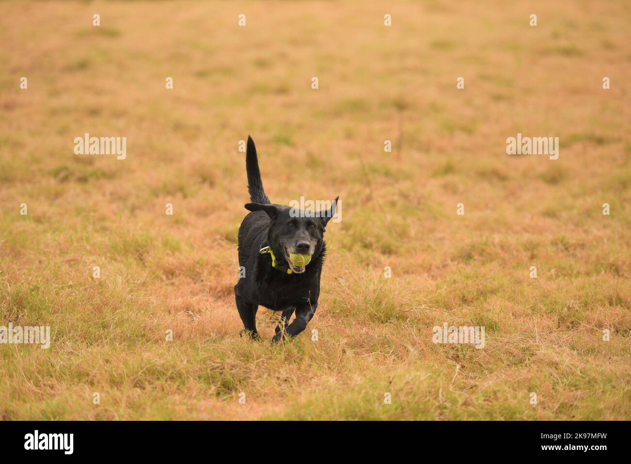 Schwarzes Labor spielt „Fetch“ Stockfoto