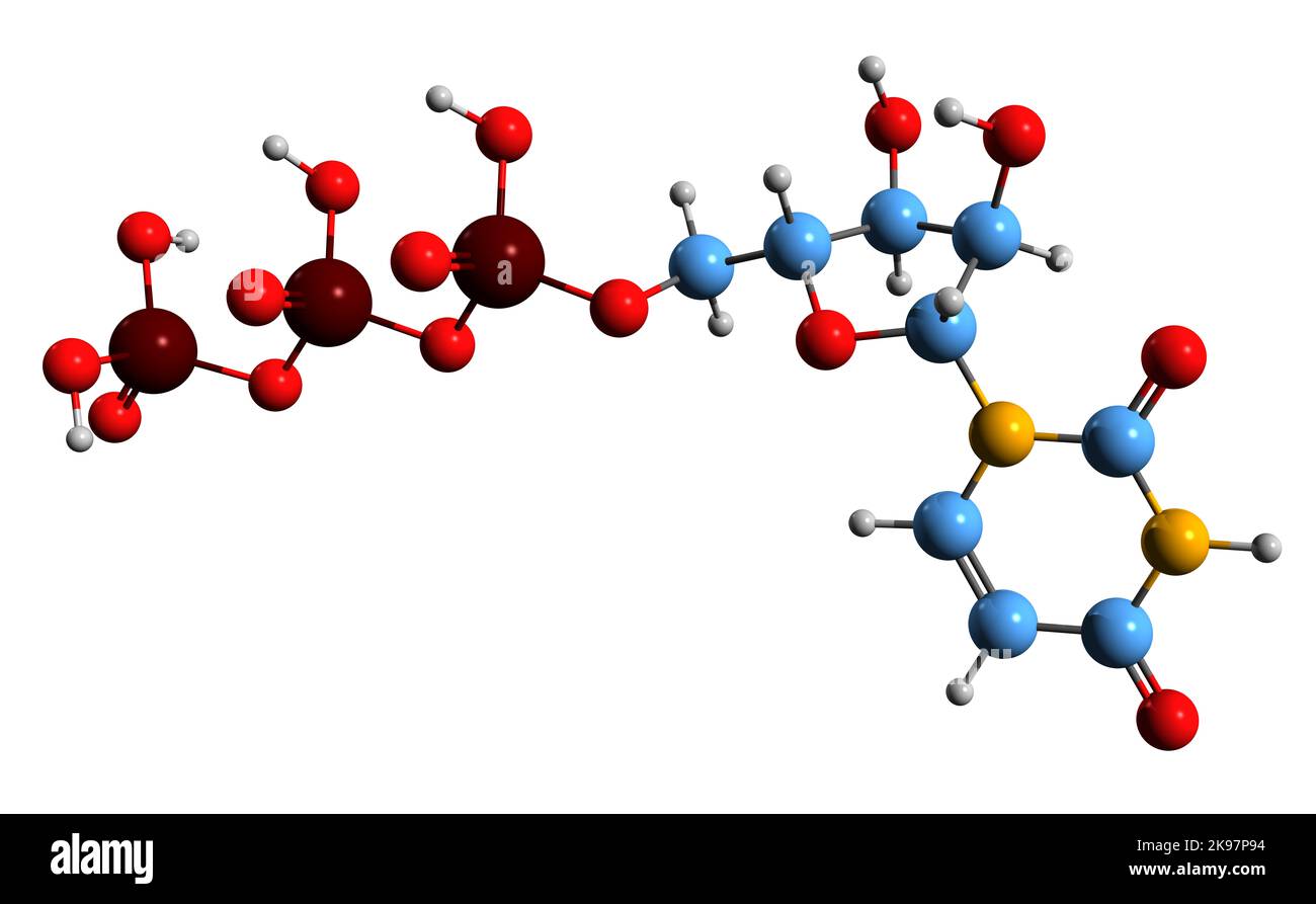 3D Bild der Skelettformel von Uridintriphosphat - molekulare chemische Struktur des Metaboliten UTP auf weißem Hintergrund isoliert Stockfoto