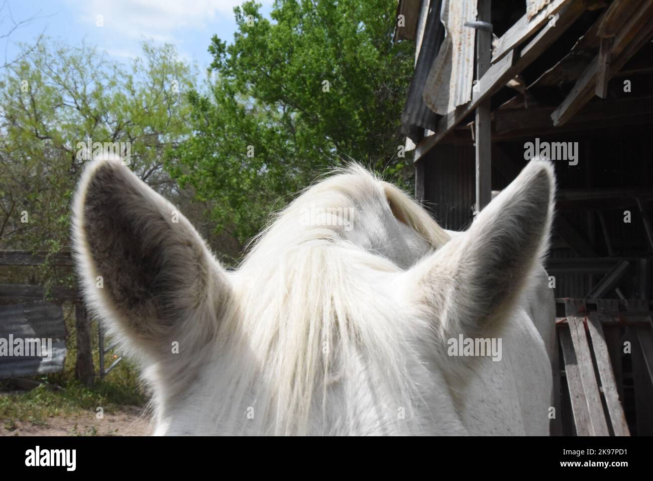 Pferd aus nächster Nähe auf den Ohren Stockfoto