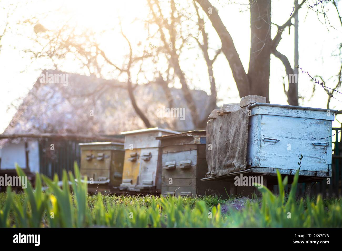 Alte Holzkäfer auf einer Bienenstation unter einem Kirschbaum. Nesselsucht blüht im Frühling. Primrosen in der Nähe von Bienenstöcken mit Kupferbienen. Bienenzucht. Natur, Insekten Stockfoto