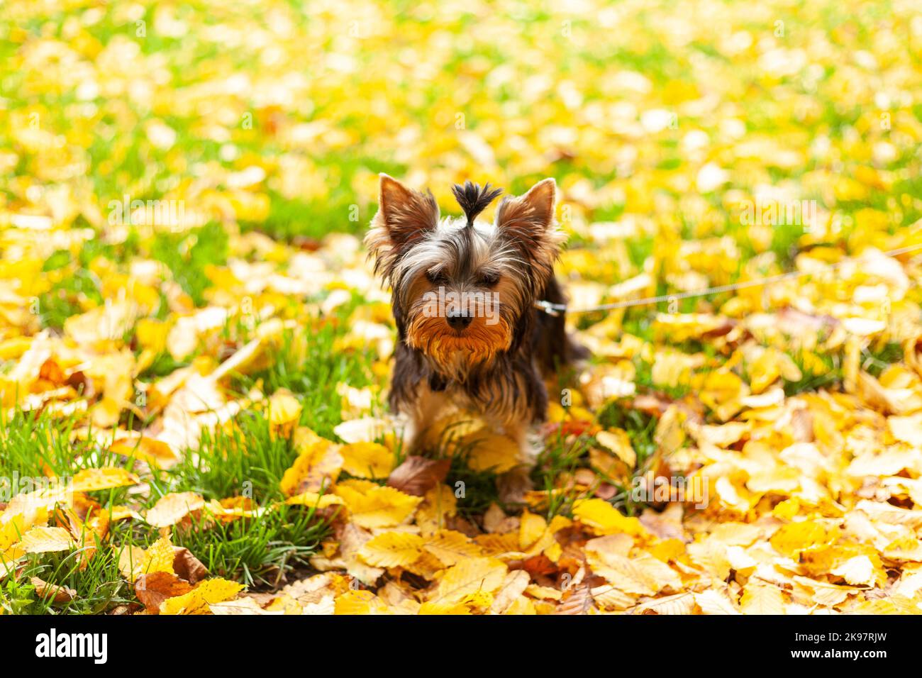 Ein kleiner Yorkshire Terrier Welpe sitzt an der Leine auf einem herbstlichen Rasen mit abgefallenen Blättern. Netter Hund für einen Spaziergang Stockfoto