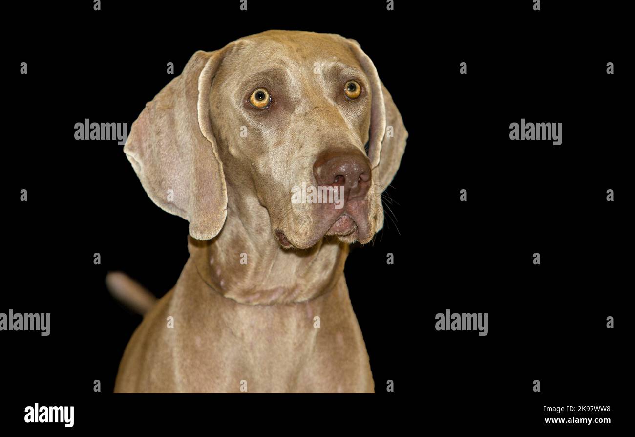 Hellbernsteinfarbener kurzhaariger Weimaraner-Hund. Isoliert auf schwarzem Hintergrund Stockfoto
