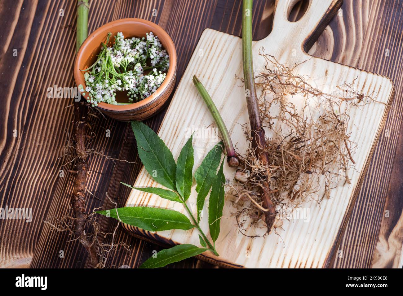 Valeriana Wurzeln, Blätter und Blumen aus nächster Nähe. Sammlung und Ernte von Pflanzenteilen für den Einsatz in der traditionellen und alternativen Medizin als Beruhigungsmittel a Stockfoto