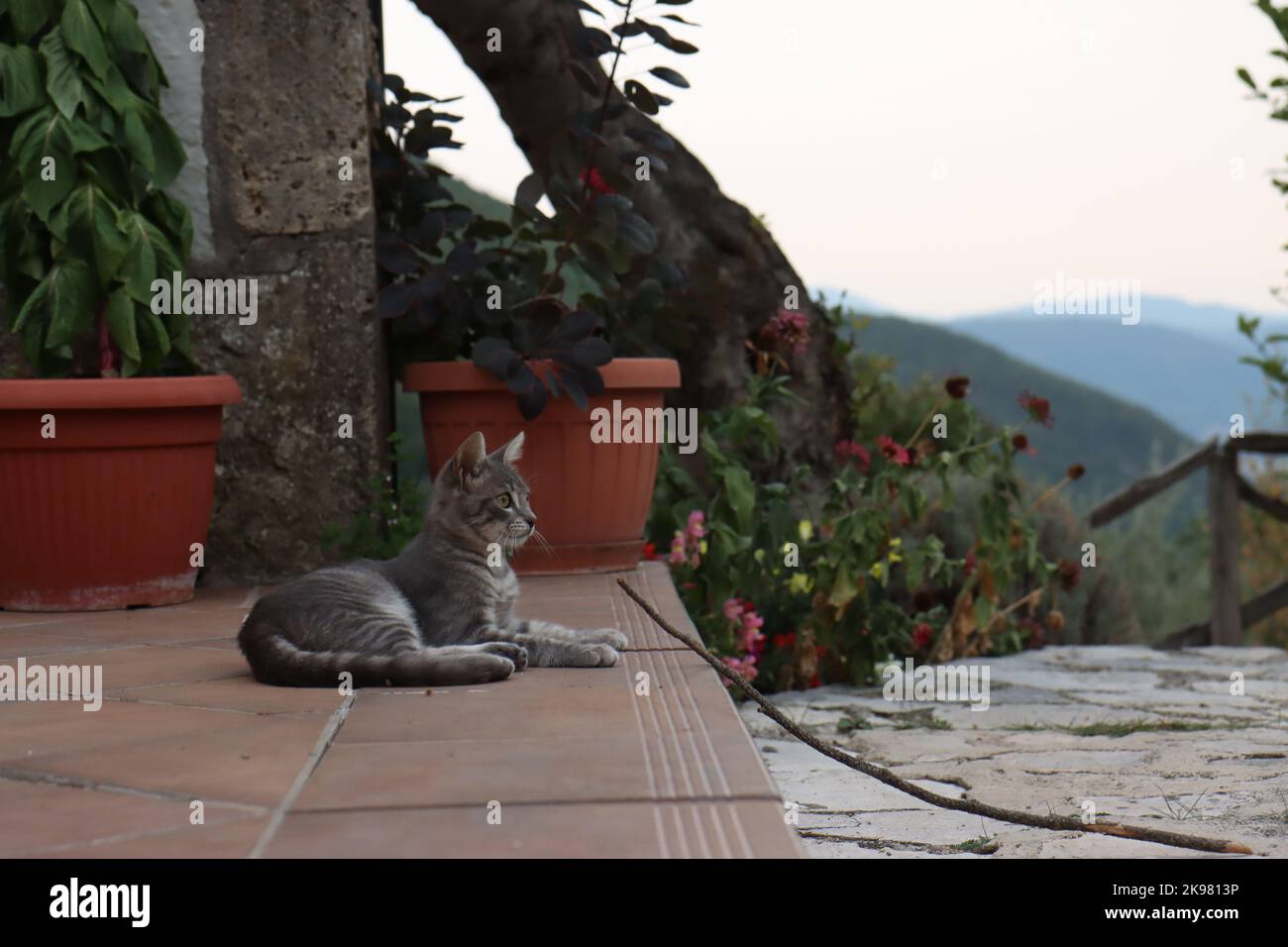 Kitty im Garten, graue Kitty, flauschige Kitty im Garten Stockfoto