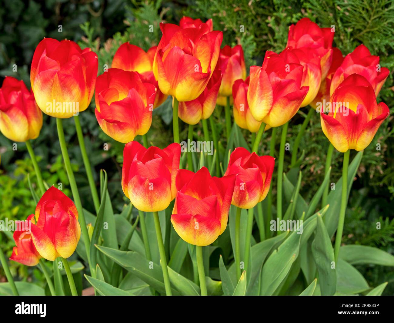 Schöne gelbe und rote Tulpen, Sorte Hypnose Stockfoto