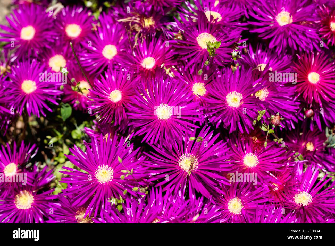 Winterharte Eispflanze oder Delosperma saftige rosa Blume Teppich Textur Hintergrund, selektiver Fokus Stockfoto