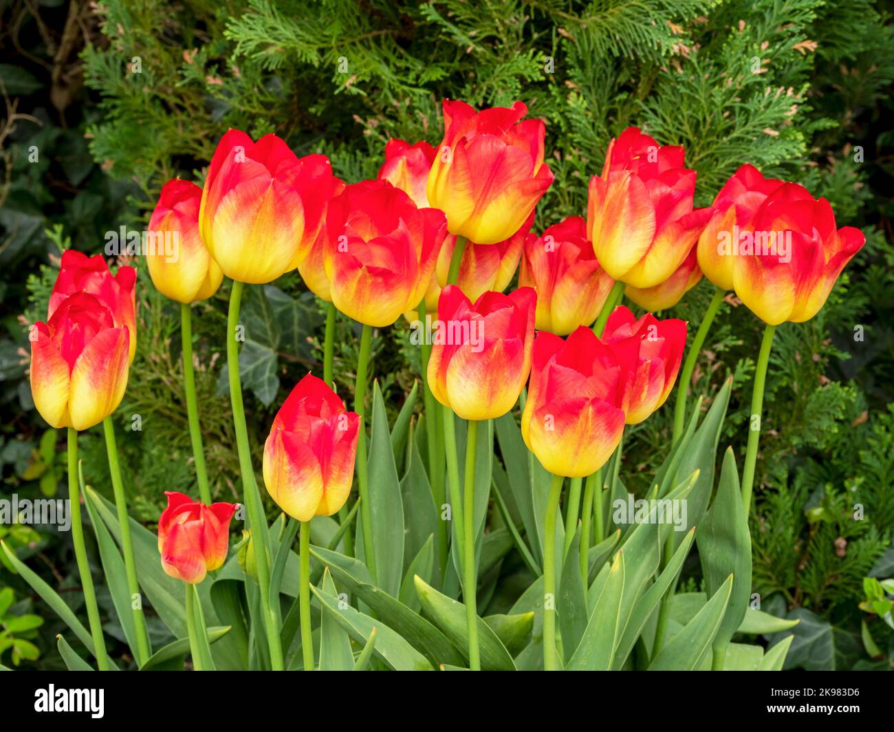 Schöne gelbe und rote Tulpen, Sorte Hypnose Stockfoto