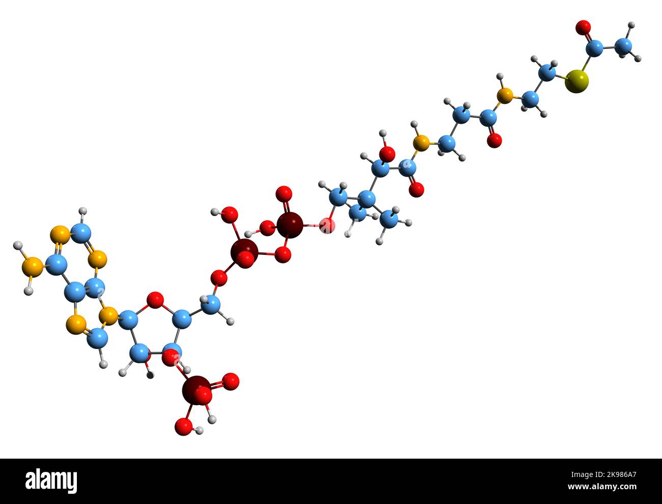 3D Bild der Acetyl-CoA-Skelettformel - molekulare chemische Struktur des Acetyl-Coenzym A isoliert auf weißem Hintergrund Stockfoto
