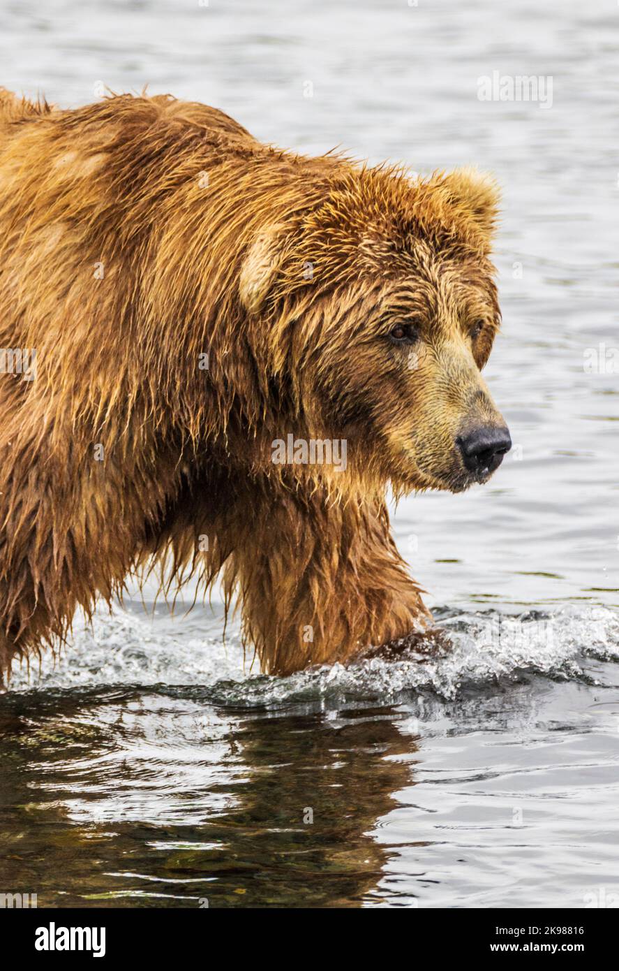 Braunbär für Erwachsene; Ursus arctos middorffi; Angeln nach Laichlaichlachs; Grizzly Bear; Kodiak Island National Wildlife Refuge; Alaska; USA Stockfoto