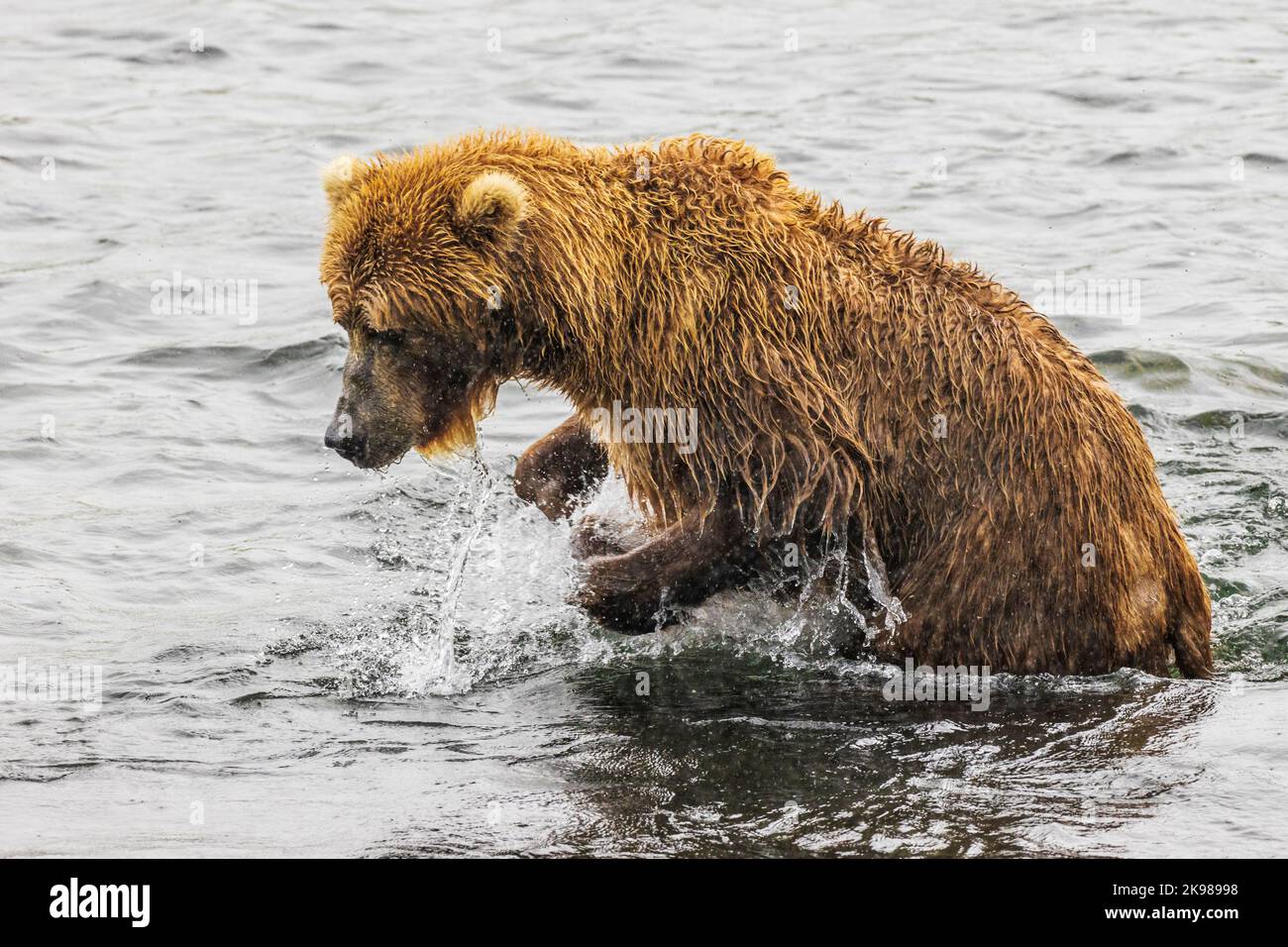 Braunbär für Erwachsene; Ursus arctos middorffi; Angeln nach Laichlaichlachs; Grizzly Bear; Kodiak Island National Wildlife Refuge; Alaska; USA Stockfoto