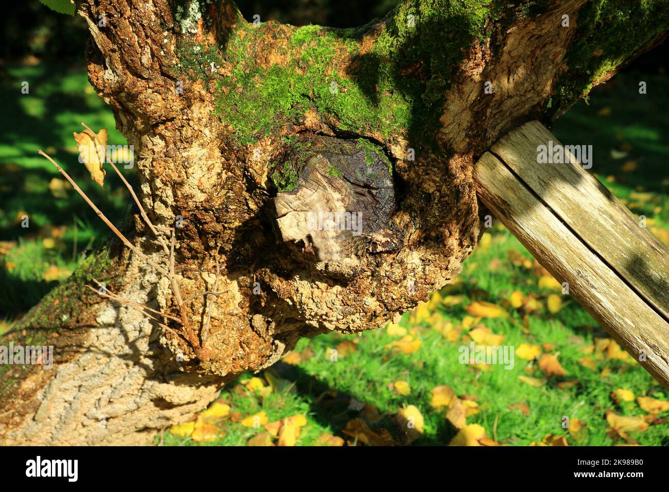 Eine Nahsicht auf den Stumpf des Black Mullberry Tree Stockfoto