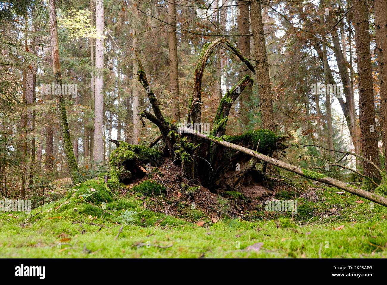 Moosiger Wald im Sonnenschein. Das Licht leuchtet durch die Blätter auf dem Waldboden. Stockfoto
